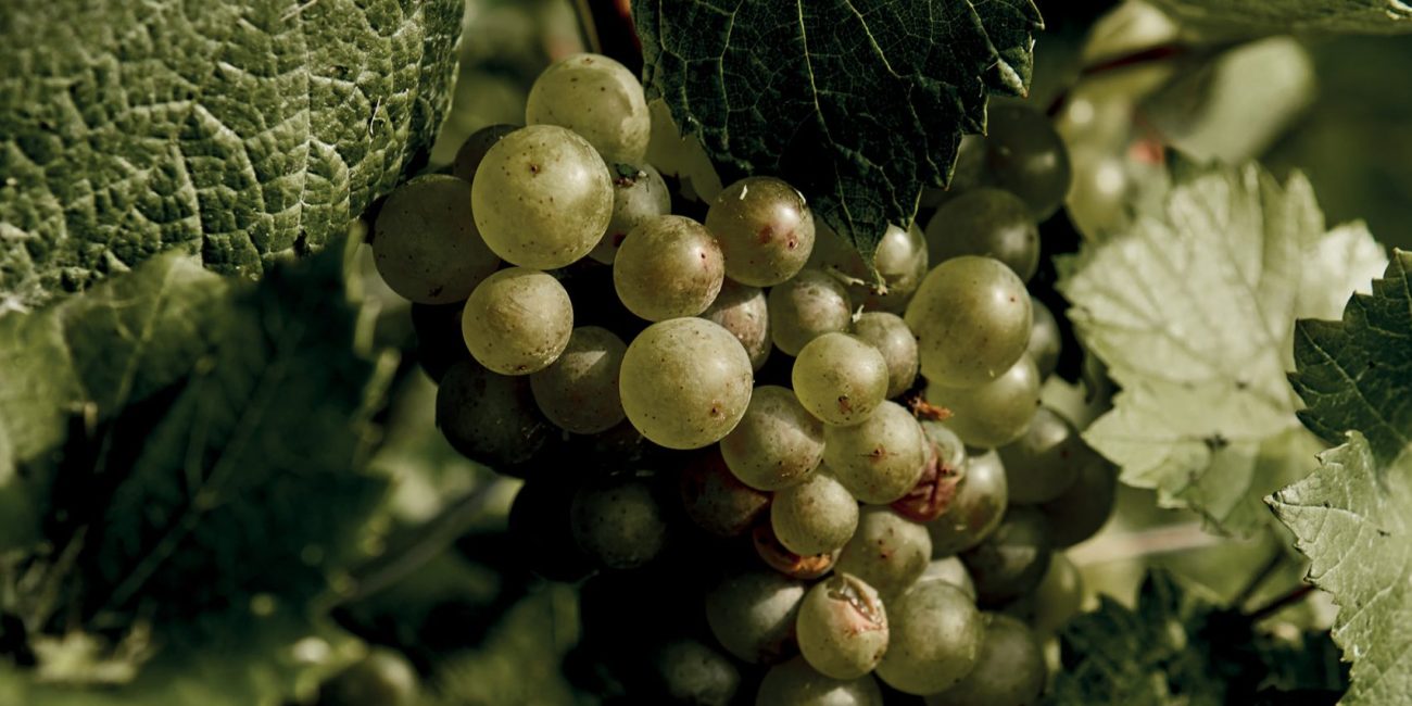 Raisins dans vignes